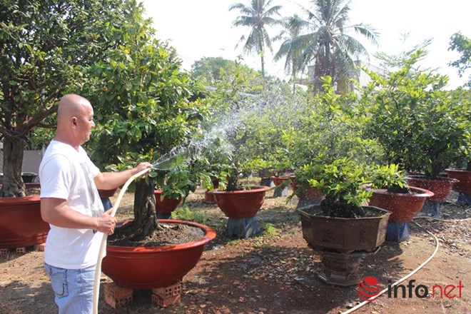 Nhiều kh&aacute;ch h&agrave;ng đ&atilde; li&ecirc;n hệ c&aacute;c chủ vườn để đăng k&yacute; thu&ecirc; mai Tết từ c&aacute;ch đ&oacute; cả th&aacute;ng trời