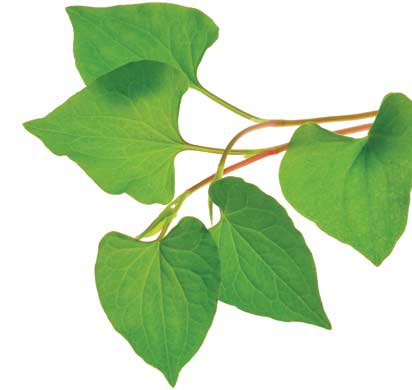Rau diếp c&aacute; kh&ocirc;ng chỉ gi&uacute;p trị mụn trứng c&aacute; m&agrave; c&ograve;n c&oacute; rất nhiều t&aacute;c dụng kh&aacute;c
