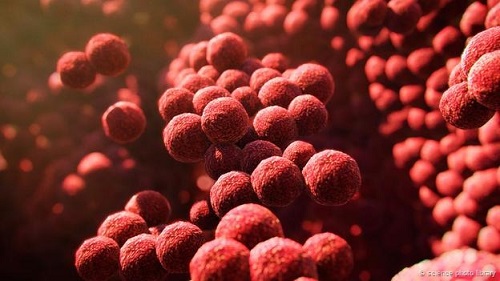 Tập đo&agrave;n vi khuẩn Staphylococcus cư tr&uacute; trong ch&acirc;n người c&oacute; thể được sử dụng để tạo bẫy diệt vi khuẩn