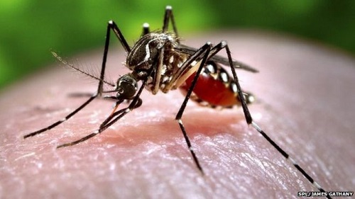 Ch&acirc;n c&agrave;ng bốc m&ugrave;i th&igrave; c&agrave;ng thu h&uacute;t lo&agrave;i muỗi