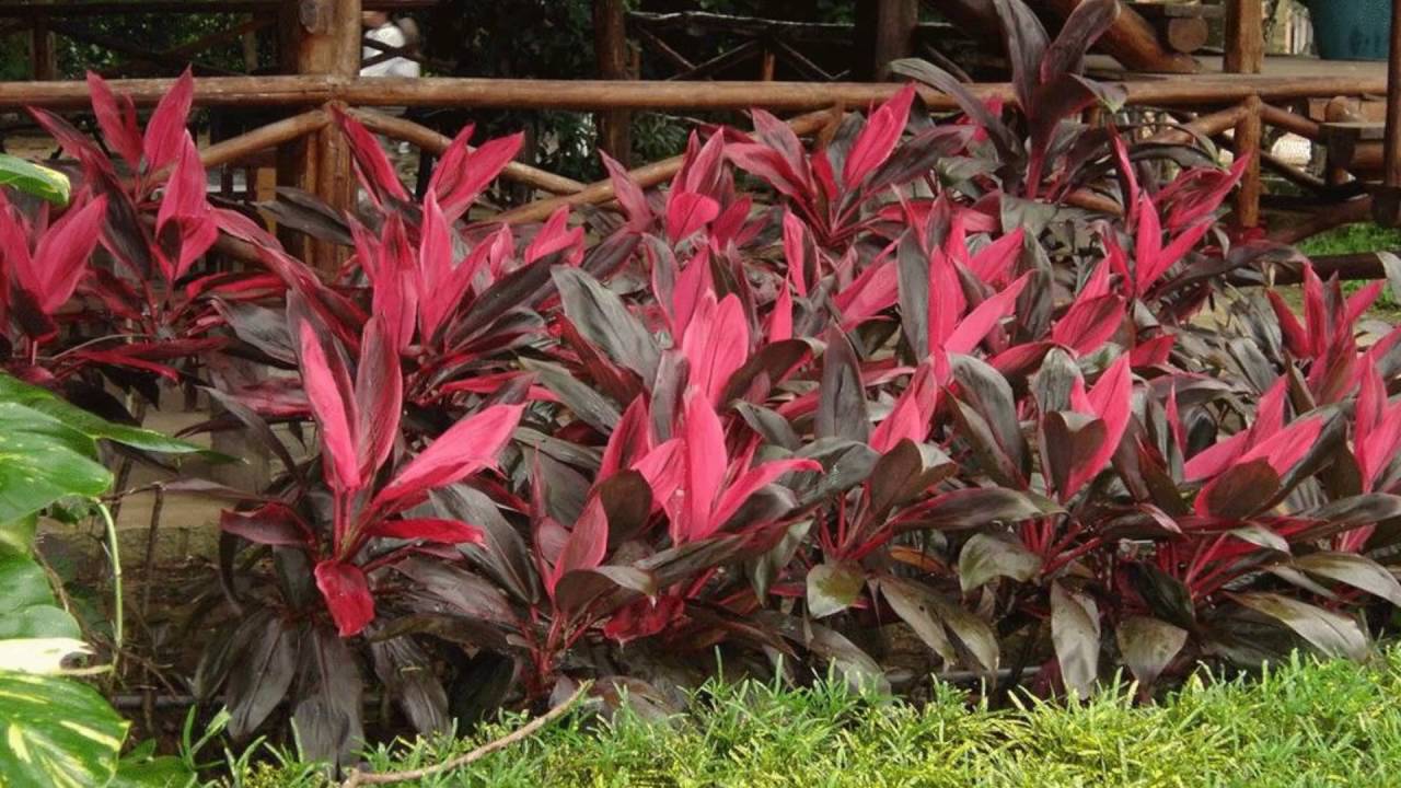 Những b&agrave;i thuốc d&acirc;n gian đơn giản chữa sốt xuất huyết hiệu quả