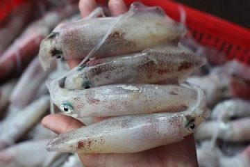 Mẹo hay chọn mua hải sản tươi ngon cho c&aacute;c n&agrave;ng đảm