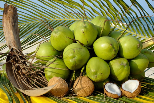 nước dừa lu&ocirc;n được khuyến nghị cho c&aacute;c b&agrave; mẹ đang mang thai.