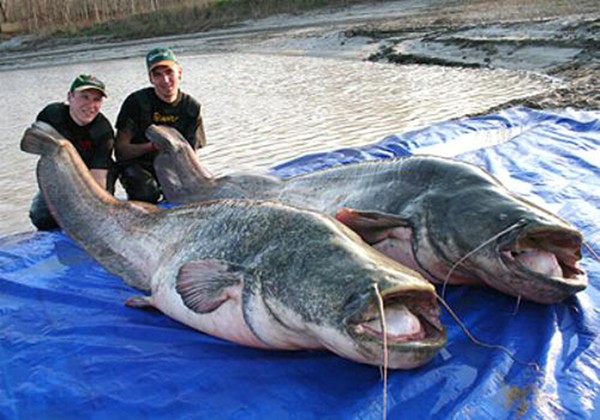 Cá nheo châu Âu có kích thước lớn lên đến 4m và trọng lượng có thể đạt 400kg, là loài cá nước ngọt lớn thứ hai trong khu vực.  Miệng của cá nheo châu Âu có chứa nhiều răng nhỏ, 2 râu dài trên hàm trên và 4 râu ngắn dưới hàm dưới. Loài này sử dụng những cái vây của mình để bắt mồi. 