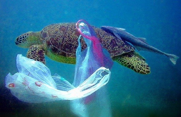 tưởng tượng 1 ngảy thế giới sạch bóng túi nilon tưởng tượng 1 ngảy thế giới sạch bóng túi nilon