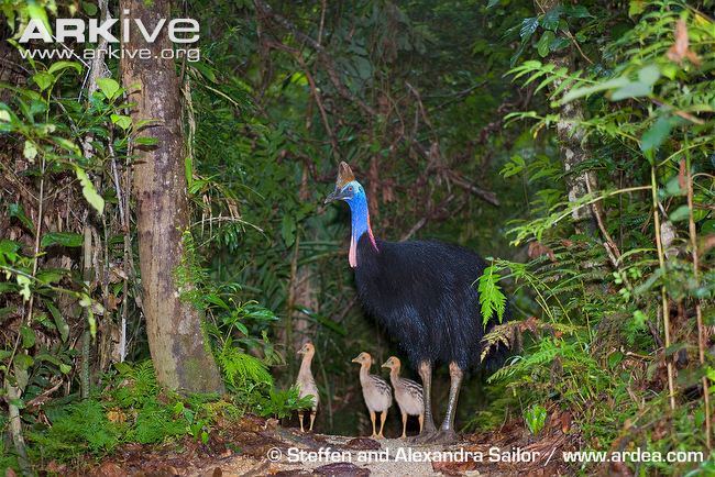 Loài chim này nặng hơn 130kg, cao gần 2m và bảo vệ lãnh thổ vô cùng nghiêm ngặt. Cassowary sẽ không ngần ngại thách thức khi bị đe dọa bởi nó sở hữu một chiếc cựa sắc như dao cạo và một lực đá mạnh nhất trong các loài vật. 