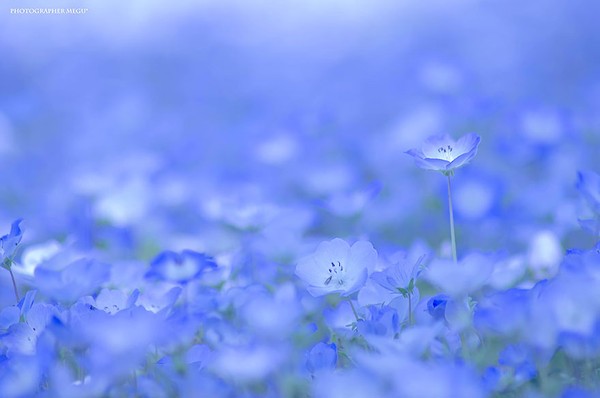 Trong đó, nổi tiếng nhất là loài hoa Nemophila nở vào mùa xuân