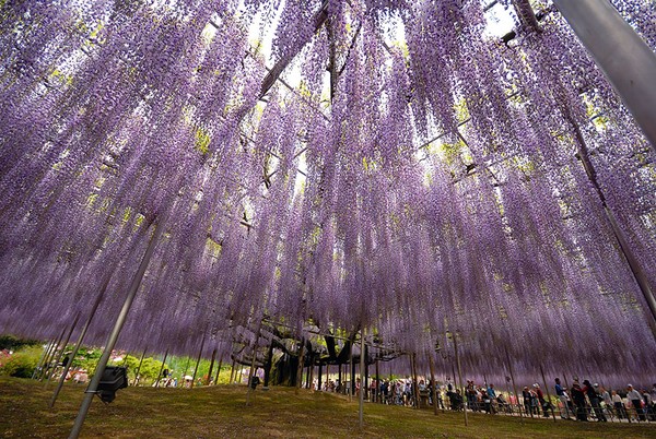 Cây hoa Tử Đằng này nằm tại công viên Ashikaga, Tochigi, Nhật Bản