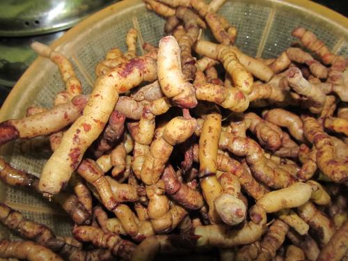 Ba k&iacute;ch được sử dụng như b&agrave;i thuốc gi&uacute;p chữa yếu sinh l&yacute;, bổ thận tr&aacute;ng dương từ l&acirc;u