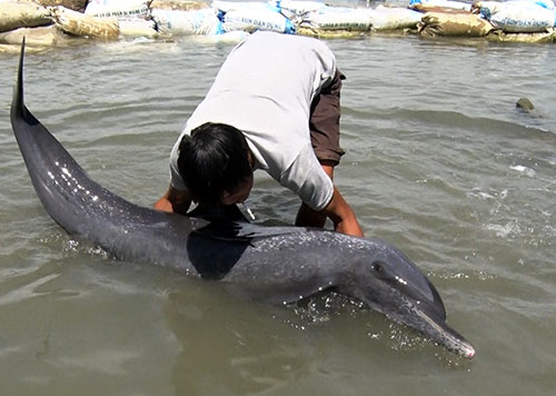 Sinh vật mắc cạn l&agrave; c&aacute; heo d&agrave;i 1,6m nặng 60kg