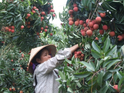 c&ocirc;ng nghệ bảo quản chế biến vảo thiều