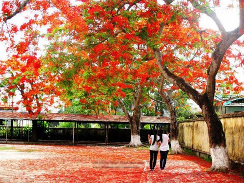 Nỗi buồn hoa phượng l&agrave; một ca kh&uacute;c nổi tiếng về đề t&agrave;i học tr&ograve;  v&agrave; m&ugrave;a h&egrave; của ch&iacute;nh người nhạc sĩ t&agrave;i hoa Thanh Sơn. 