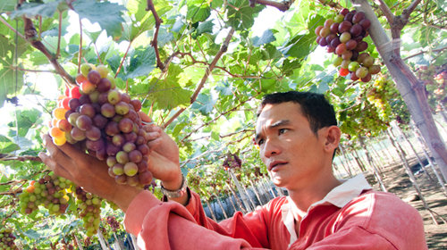 Chỉ dẫn địa l&yacute; đảm bảo chất lượng cho nho ninh thuận