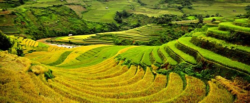 M&ugrave; Cang Chải đẹp như tranh vẽ. Ảnh minh họa