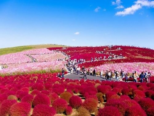 C&aacute;nh đồng hoa Tulips ở Amsterdam
