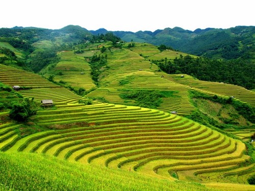 Ruộng bậc thang Sa Pa đẹp đến nghẹt thở. Ảnh minh họa