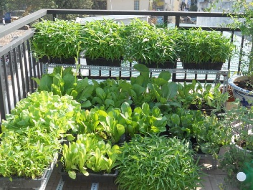 Chọn c&acirc;y trồng ph&ugrave; hợp với nhu cầu của m&igrave;nh