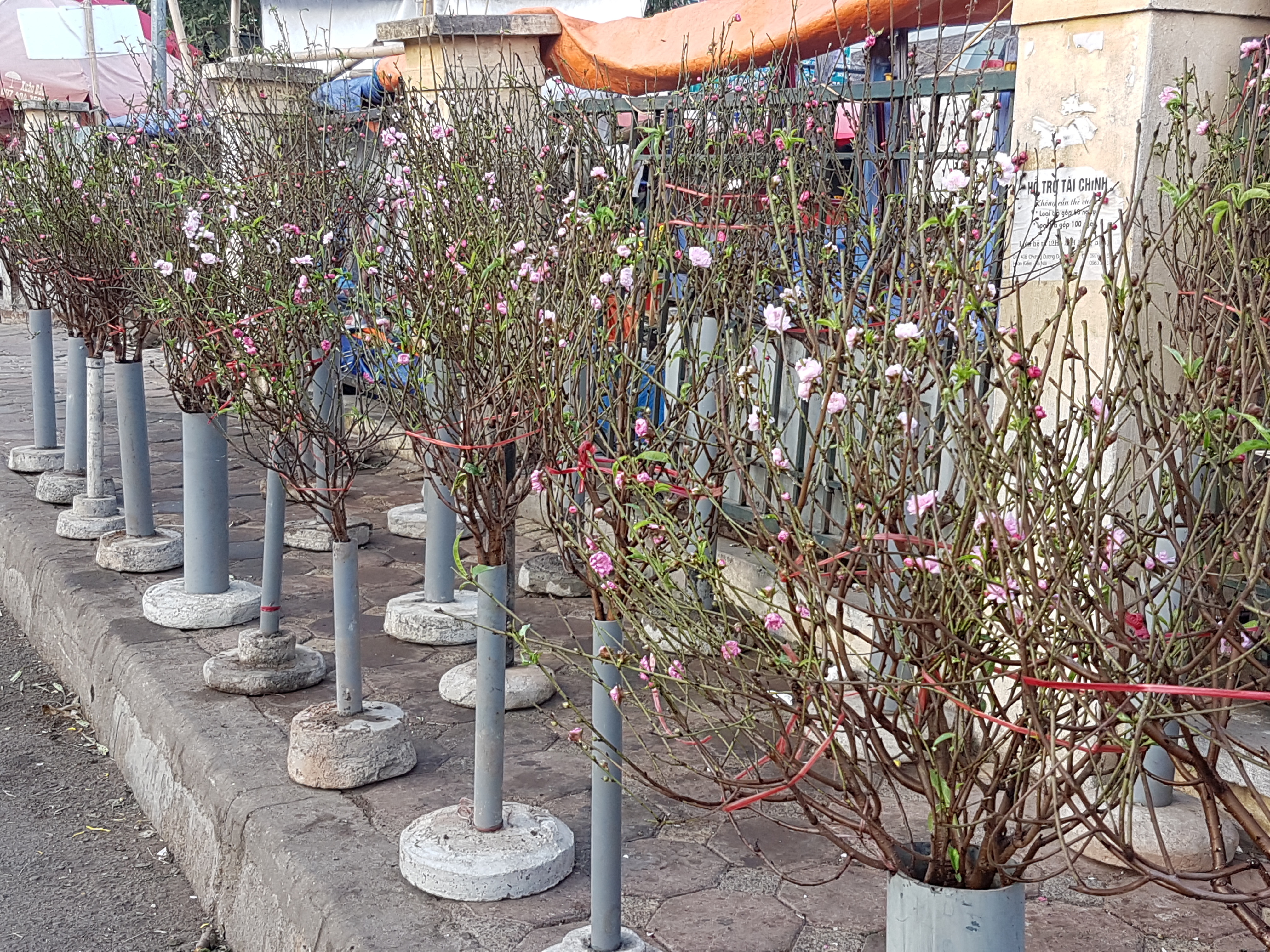 đ&agrave;o Nhật T&acirc;n 2017
