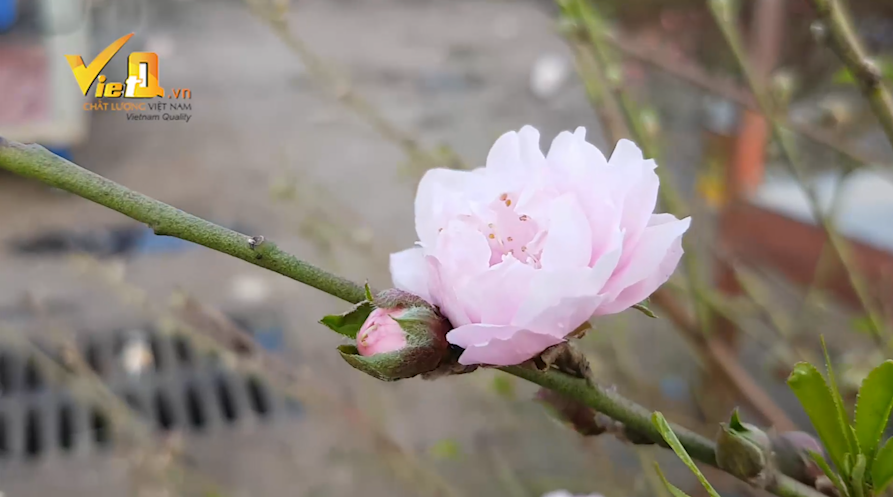 đ&agrave;o Nhật T&acirc;n 2017