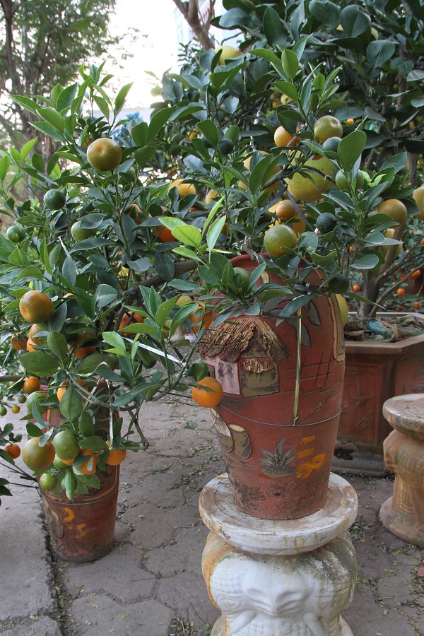 c&acirc;y qu&acirc;́t bonsai chơi t&ecirc;́t nguy&ecirc;n đán 2017