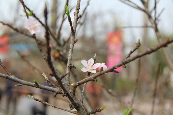 đào rừng hà n&ocirc;̣i