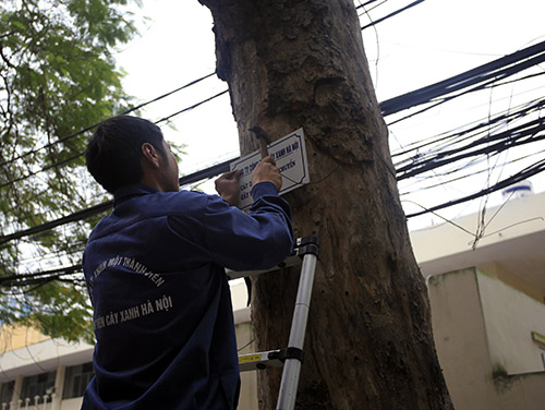 Tin tức mới cập nhật h&ocirc;m nay 20/3 cho biết H&agrave; Nội vừa treo biển trưng cầu &yacute; kiến người d&acirc;n về việc thay thế c&acirc;y xanh
