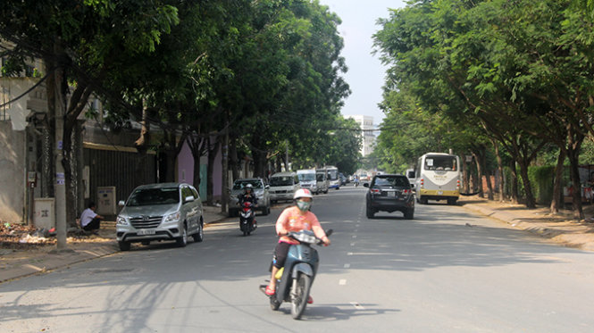 H&agrave;ng c&acirc;y xanh tr&ecirc;n đường Nguyễn Văn Hưởng, P.Thảo Điền, Q.2 (TP.HCM) dự kiến phải đốn bỏ để mở rộng đường