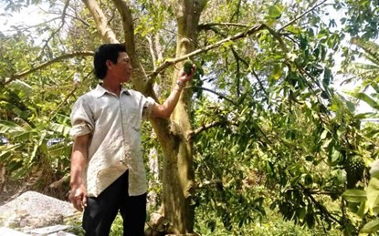 &Ocirc;ng V&otilde; Văn Bền, ngụ ở ấp Long Thạnh 1, x&atilde; Long Ph&uacute; đ&atilde; nhiều lần b&aacute;n l&aacute; m&atilde;ng cầu xi&ecirc;m