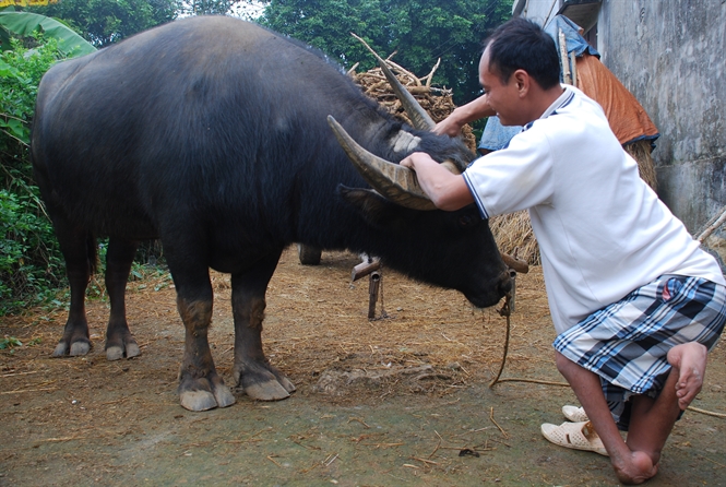 Vật nu&ocirc;i lạ gắn kết chặt chẽ với cuộc sống của chủ nh&acirc;n
