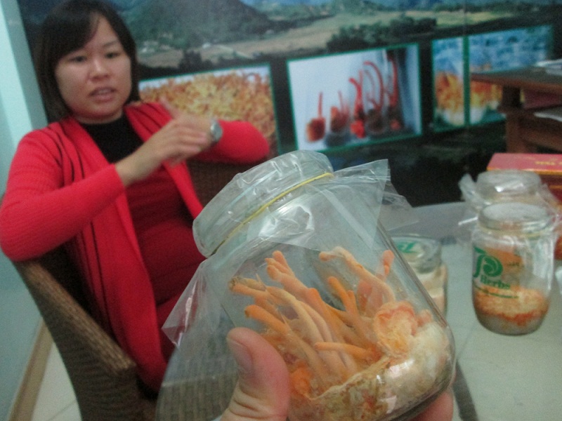 Sản phẩm đ&ocirc;ng tr&ugrave;ng hạ thảo được nu&ocirc;i quy m&ocirc; c&ocirc;ng nghiệp đang ph&aacute;t triển mạnh tại Việt Nam