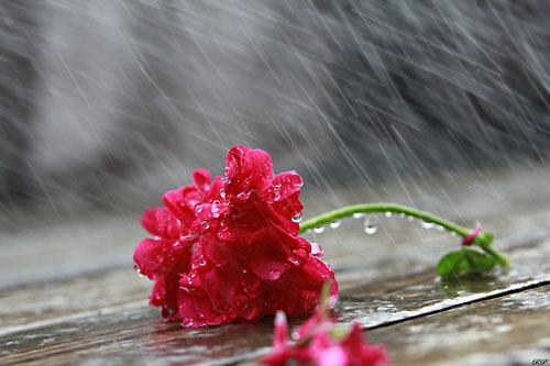 Dự b&aacute;o thời tiết ng&agrave;y 27/9: C&oacute; mưa v&agrave;i nơi, gi&oacute; nhẹ
