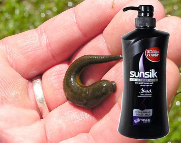 Dầu gội đầu sunsilk bồ kết c&oacute; đỉa