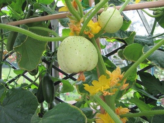 Hốt bạc nhờ dưa chuột chanh độc lạ