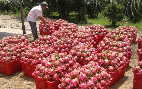Thanh long B&igrave;nh Thuận xuất khẩu ng&agrave;y 11/4 c&oacute; gi&aacute; 11.000 đồng/kg do &ugrave;n tắc cửa khẩu T&acirc;n Thanh