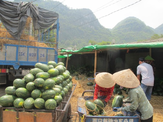 T&iacute;nh đến hết ng&agrave;y 20/1/2016, tổng lượng dưa hấu xuất khẩu sang Trung Quốc qua cửa khẩu T&acirc;n Thanh l&agrave; tr&ecirc;n 26.000 tấn