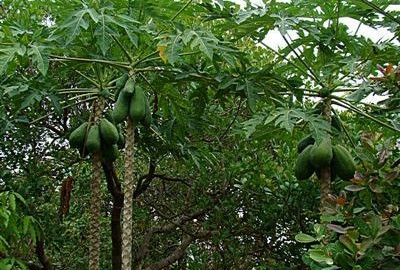 Bất ngờ c&ocirc;ng dụng của l&aacute; đu đủ trong điều trị ung thư