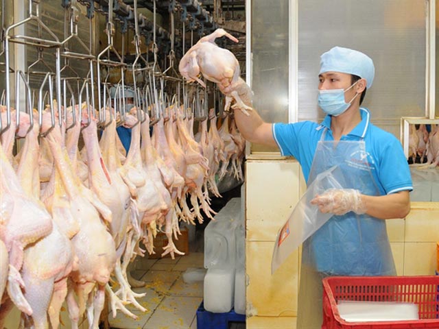 Sản xuất v&agrave; chăn nu&ocirc;i g&agrave; trong nước gặp nhiều kh&oacute; khăn khi chi ph&iacute; cao, trong khi gi&aacute; thịt g&agrave; nhập khẩu lại qu&aacute; thấp