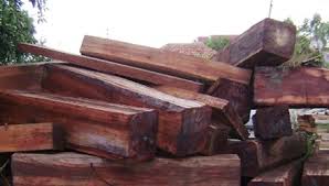 Nghi vấn c&ocirc;ng ty của Dũng L&ograve; V&ocirc;i b&aacute;n gỗ lậu