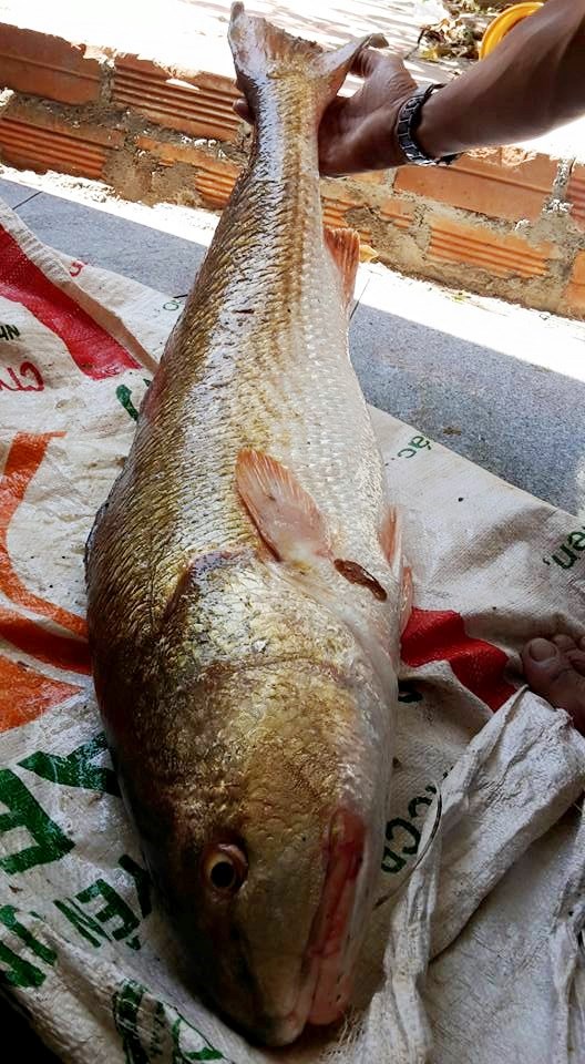 Nếu thực sự con c&aacute; lạ n&agrave;y l&agrave; c&aacute; Sủ v&agrave;ng qu&yacute; hiếm th&igrave; &ocirc;ng Vinh đ&atilde; được &lsquo;lộc trời cho&rsquo;