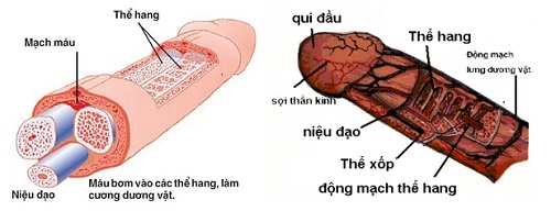 Do cấu tạo của dương vật l&agrave; cơ v&agrave; thể hang n&ecirc;n c&oacute; thể gi&uacute;p tăng k&iacute;ch thước qua qu&aacute; tr&igrave;nh tập luyện