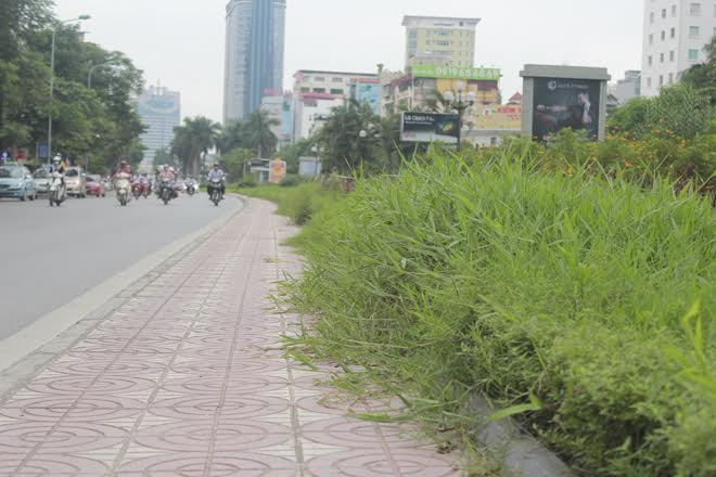 Trên đường Nguyễn Chí Thanh, cỏ tốt không được cắt tỉa dẫn đến tình trạng mọc lấn sang hành lang. 