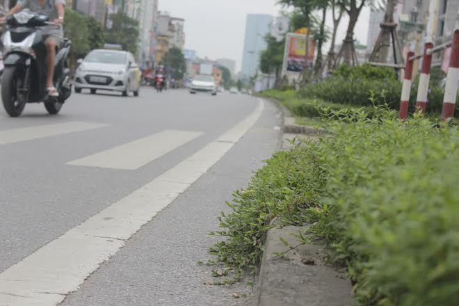 Nhiều người dân cho rằng cỏ mọc lộn xộn, không được cắt tỉa trông rất mất mỹ quan đô thị. 
