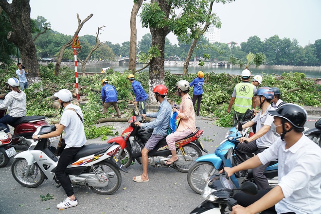 Hà N&ocirc;̣i di dời 106 c&acirc;y xanh phố Kim M&atilde; v&ecirc;̀ vườn ươm