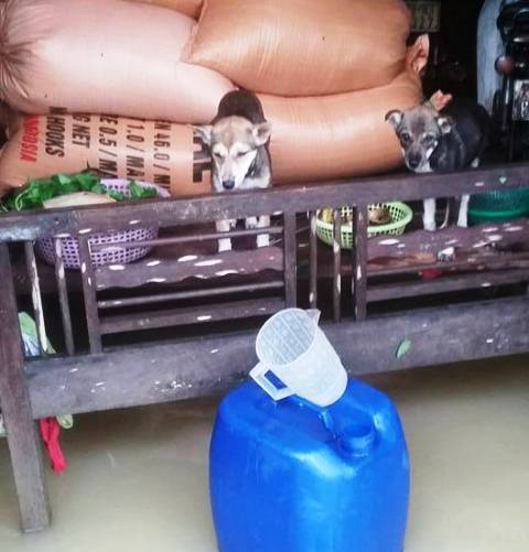 Mưa lũ ở mi&ecirc;̀n Trung, 20 người thương vong, d&acirc;n dỡ ng&oacute;i chui l&ecirc;n n&oacute;c nh&agrave;