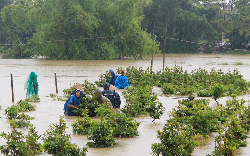  Người d&acirc;n Chật vật d&igrave;u những c&acirc;y mai tho&aacute;t khỏi nước lũ. Ảnh: Vietnamnet