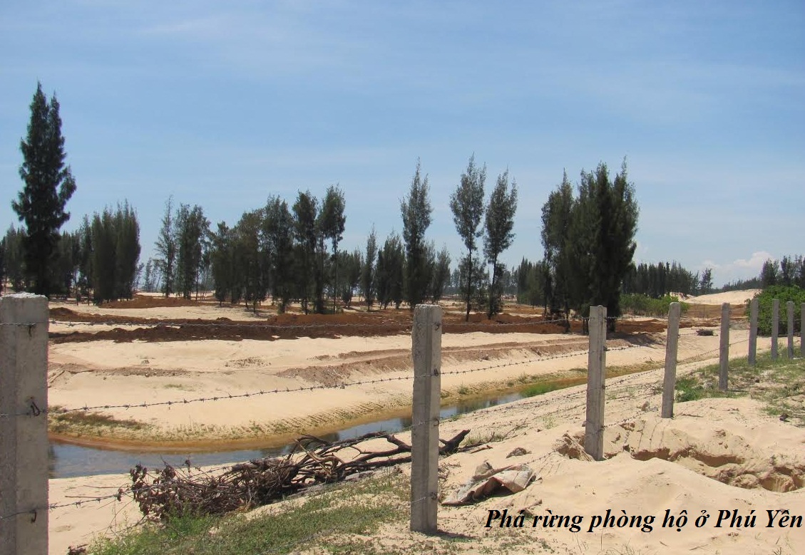 Bộ C&ocirc;ng an v&agrave;o cuộc điều tra vụ ph&aacute; rừng ph&ograve;ng hộ ở Ph&uacute; Y&ecirc;n. Ảnh: Vietnamnet