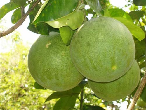  Bưởi c&oacute; t&aacute;c dụng giảm c&acirc;n v&ocirc; c&ugrave;ng hiệu quả. Ảnh: Gia đ&igrave;nh v&agrave; x&atilde; hội