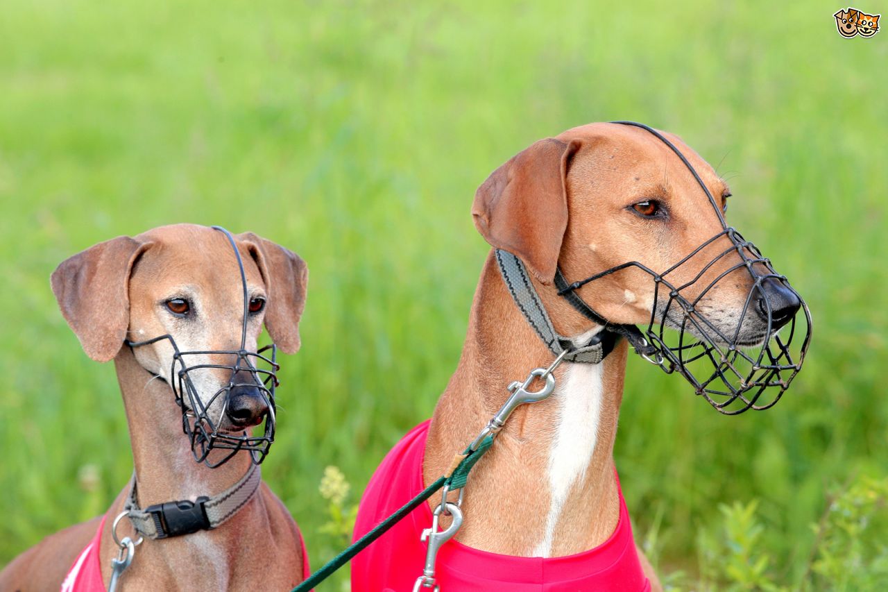 Từ ng&agrave;y 15/9, dắt ch&oacute; ra đường kh&ocirc;ng rọ m&otilde;m c&oacute; thể bị phạt nặng. Ảnh: Pets4Homes