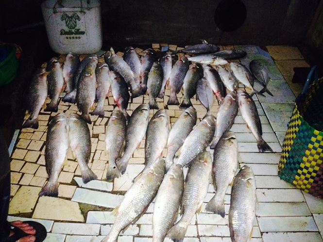  C&aacute; chết h&agrave;ng loạt khiến người nu&ocirc;i thiệt hại nặng nề. Ảnh: Tiền phong