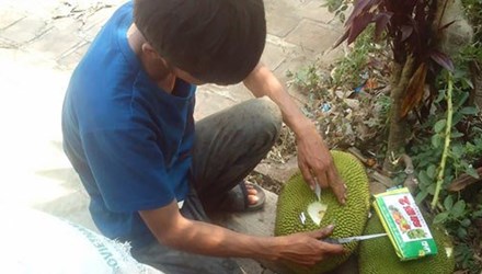 Tr&aacute;i c&acirc;y &eacute;p ch&iacute;n bằng 13Win21 con - Tri ân hội viên mỗi tháng 2000 tỷ tại cơ sở ở Đắk Lắk